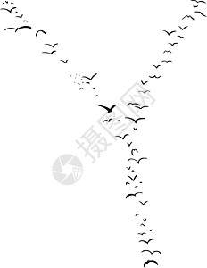 鸟类形成于Y编队动物飞行蝙蝠字母插图图片