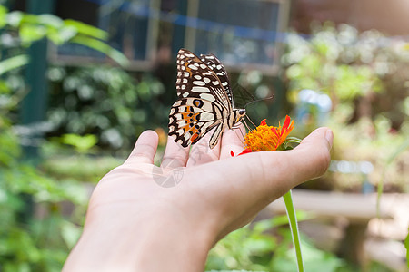 泰国清迈国家公园的蝴蝶手握在手上图片