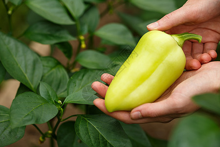 贝尔胡椒收获农业采摘乡村食物生产植物农场绿色辣椒蔬菜图片