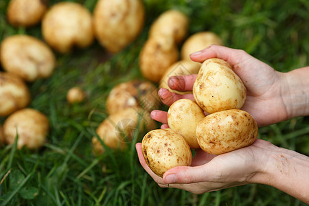 土豆收获乡村农场采摘浆果食物土壤蔬菜生长植物绿色图片