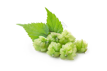 跳humulus花朵树叶啤酒酿造白色绿色香气宏观酒花食物图片