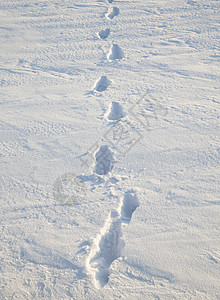 雪上积雪上的微量车道场地孤独寂寞阳光雪花街道天气数字野生动物图片