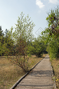 草地方式娱乐自然保护区木头风化小路木板沙丘休息图片