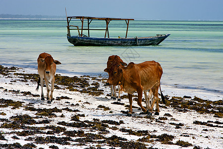 赞齐布蓝环礁湖的非洲奶牛海岸线图片