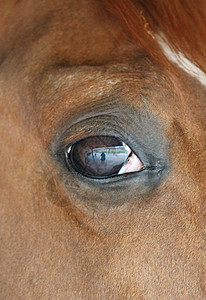 与院子反射的眼神特写瞳孔棕色动物眼球选择性哺乳动物焦点图片