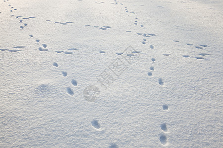 雪上积雪上的微量水晶脚印曲线寒冷阳光地形野生动物车道孤独街道图片