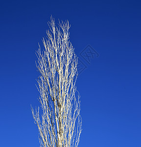 非洲寒冬的摩洛哥天空中的枯木蓝色死亡植物季节老化孤独树干山脉生活木头图片