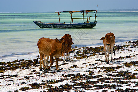 非洲奶牛海岸线 沿赞兹巴的蓝色环礁湖放松图片