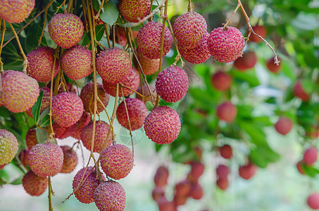 柳叶果绿色荔枝果园植物热带粉色水果食物树叶营养图片
