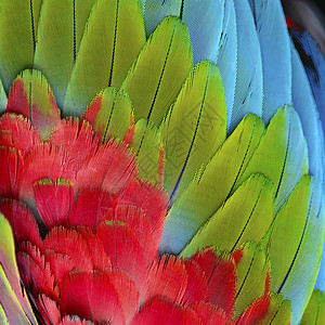 绿翼马aw羽毛活力翅膀红色鹦鹉野生动物绿翅热带蓝色绿色图片