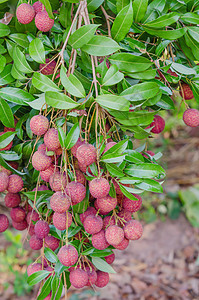 柳叶果粉色红色果园食物植物树叶荔枝饮食营养热带图片
