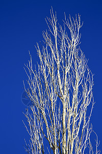 非洲摩洛哥冬季的木柴死亡木头侵蚀树干老化蓝色山脉晴天孤独荒野生活图片