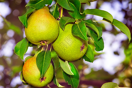 在树枝上吃着成熟的梨子健康饮食季节团体甜点树叶生长小吃食物饮食美食图片