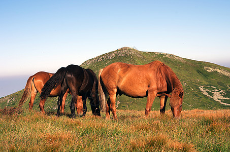 山地牧场上的马匹 背景是群山荒野磨损动物风景摄影云杉场景苦恼栅栏家庭图片