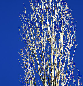非洲寒冬的摩洛哥天空中的枯木山脉老化树干晴天环境季节荒野死亡蓝色孤独图片