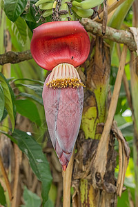 香蕉花绿色叶子热带香蕉红色蔬菜芭蕉白色植物水果图片