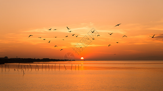 日出时海鸥一起飞翔图片