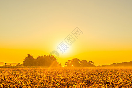 美丽的日出中的小麦田图片