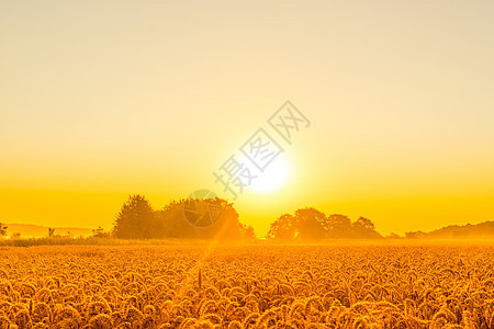 阳光照亮小麦田图片