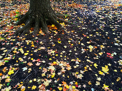 树根和金色的秋叶图片