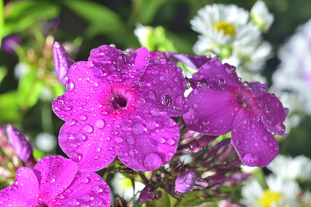 带大水滴的闪光花朵粉色植物紫色花束花园白色卡片宏观图片