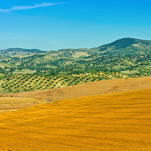 橄榄绿树林小路植物土壤天空草地收成国家农田折叠农村图片