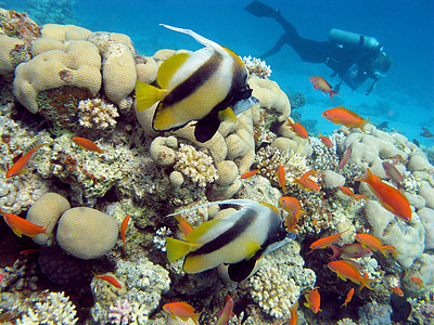 热带海 水下带蝴蝶的珊瑚礁和热带海中的潜水员图片