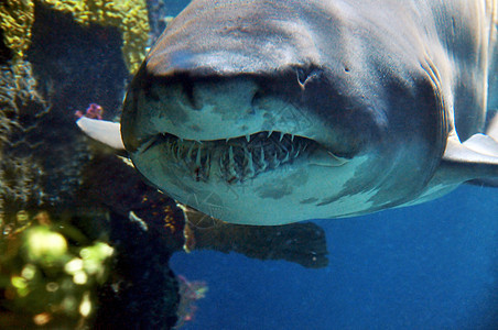 标记牙齿鲨鱼生活捕食者野生动物潜水游泳世界鼻子老虎野性潜水员图片