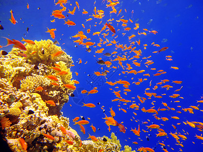 珊瑚红卡通片海底高清图片