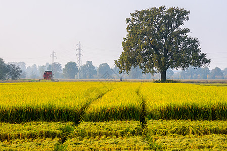 稻谷框架耕地食物太阳农场拖拉机收成农民土地农作物图片
