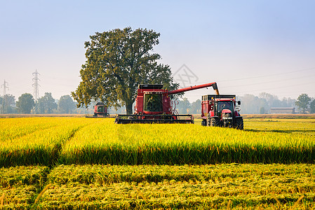 大米稻米拖拉机小麦收割机培育场地种子太阳农场地球播种图片