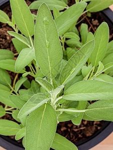 替代地中海药用植物 沙尔维亚或园艺治疗桌子美食丹参蔬菜叶子花园药品植物学图片