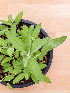 替代地中海药用植物 沙尔维亚或烹饪食物叶子药店树叶丹参香料蔬菜智者药品图片