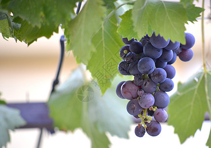 成熟的葡萄 准备收割紫色红色叶子水果后花园种子背景图片