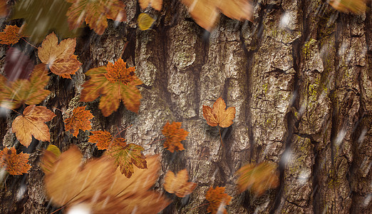 秋叶的复合图像金子树叶植物橙子木材绿色风化棕色木头红色图片