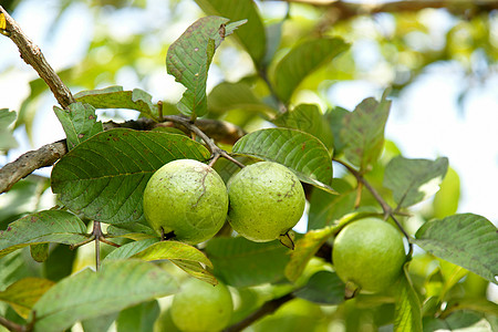番石榴树树上的果实和叶子圆圈营养收成水果生活农业饮食植物种子蔬菜背景
