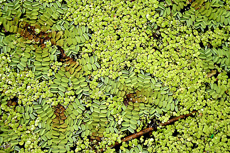 鸭草植物群青菜树叶旅游钓鱼叶子反射旅行甘蔗空气图片