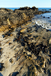 海洋和岩石的海藻图片
