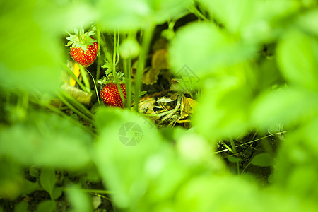 水果园里的草莓叶子浆果生长场地农业甜点季节衬套收成花园图片