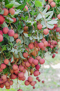 柳叶果粉色皮肤植物果园荔枝红色热带营养食物树叶图片