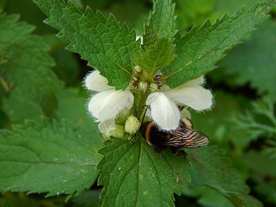 蜜蜂在花上花朵植物群野生动物花瓣花蜜植物学植物杂草荨麻种子图片