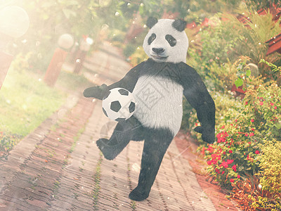 足球粒子熊猫足球运动员 在泰国度假胜地的背景下追逐足球脚 杂耍球熊 字符背景铺路石路延伸到远方 边缘有红色的热带花卉背景