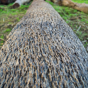 旧木制破旧质料木材记录圆圈山脊纤维木头环境日志裂缝林业图片