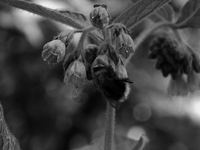 黑白花朵的蜜蜂图片