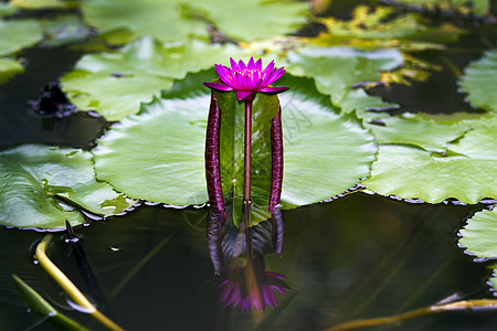 粉红莲紫色花瓣热带百合冥想情调异国文化植物群荒野图片