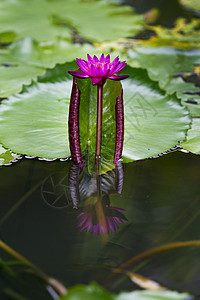 粉红莲文化植物植物群热带花园异国情调百合紫色荒野图片