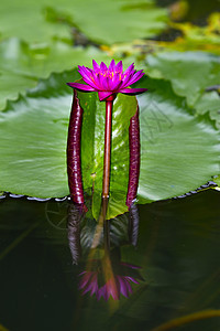 粉红莲荒野情调百合植物文化花瓣园艺热带植物群花园图片