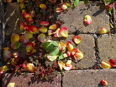 地面上的玫瑰花瓣叶图片