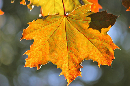 秋叶季节树叶叶子橙子季节性背景图片
