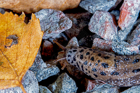 豹壳脊椎动物蜗牛粘液害虫潮湿动物宏观斑点贝类肺叶图片